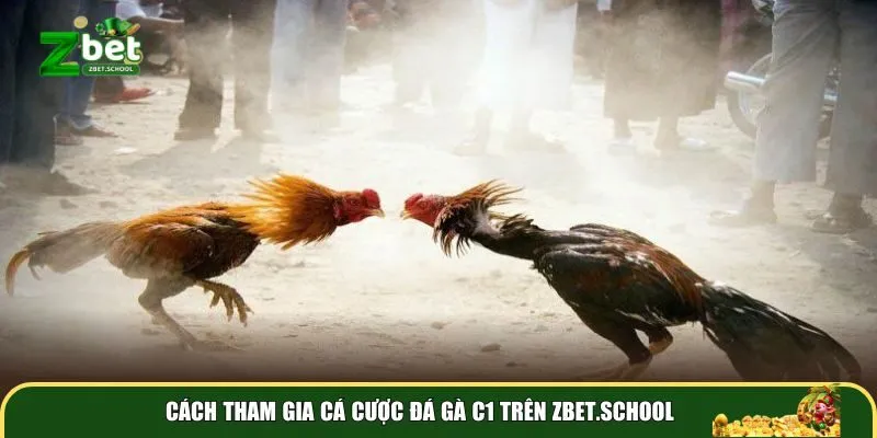 cach tham gia ca cuoc da ga c1 tren zbetschool Cách tham gia cá cược đá gà C1 trên Zbet.school