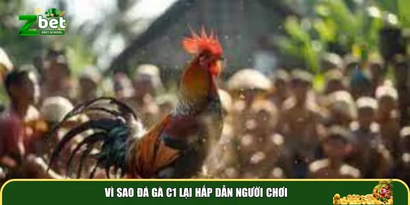 vi sao da ga c1 hap dan nguoi choi Vì sao đá gà C1 lại hấp dẫn người chơi?